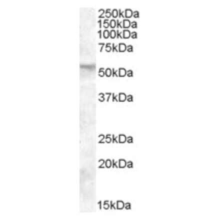 Western Blot - Anti-FKBP52 Antibody (A84620) - Antibodies.com