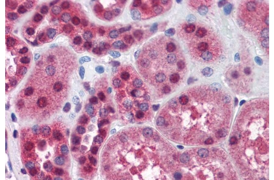 Immunohistochemistry - Anti-FKBP52 Antibody (A84620) - Antibodies.com