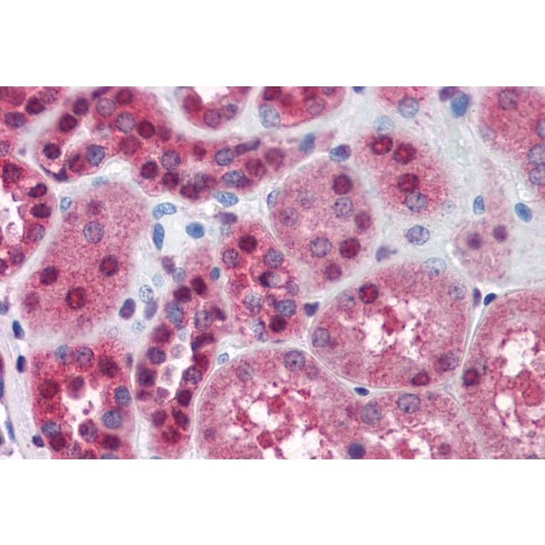 Immunohistochemistry - Anti-FKBP52 Antibody (A84620) - Antibodies.com