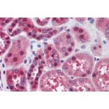 Immunohistochemistry - Anti-FKBP52 Antibody (A84620) - Antibodies.com