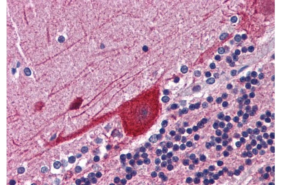 Immunohistochemistry - Anti-FKBP52 Antibody (A84620) - Antibodies.com