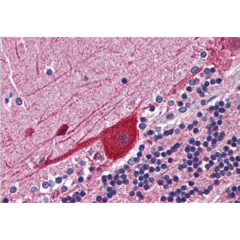 Immunohistochemistry - Anti-FKBP52 Antibody (A84620) - Antibodies.com