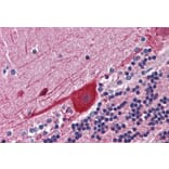 Immunohistochemistry - Anti-FKBP52 Antibody (A84620) - Antibodies.com