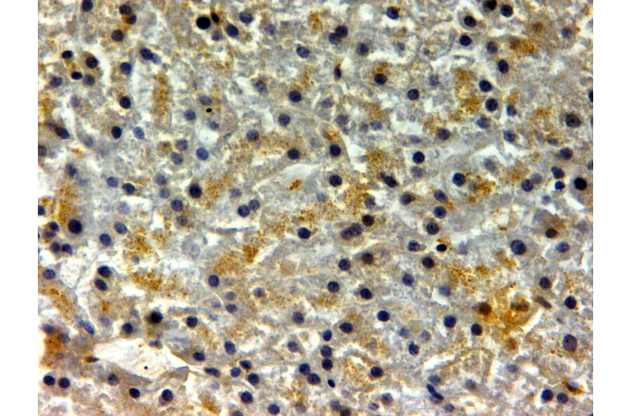 Immunohistochemistry - Anti-Ferritin Heavy Chain Antibody (A84621) - Antibodies.com