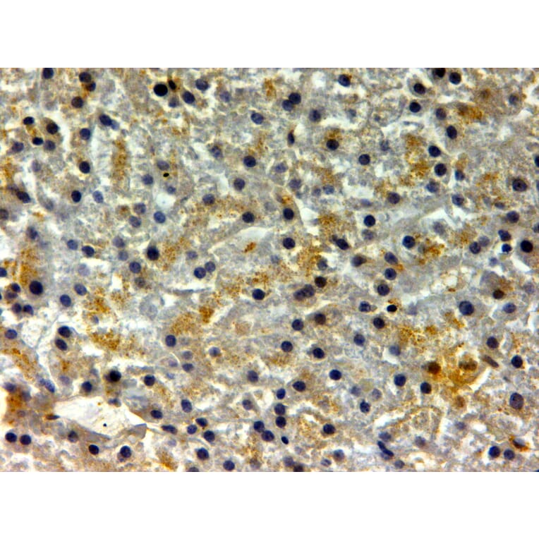 Immunohistochemistry - Anti-Ferritin Heavy Chain Antibody (A84621) - Antibodies.com