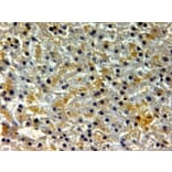 Immunohistochemistry - Anti-Ferritin Heavy Chain Antibody (A84621) - Antibodies.com