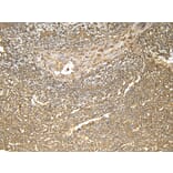 Immunohistochemistry - Anti-Ferritin Light Chain Antibody (A84622) - Antibodies.com