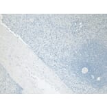 Immunohistochemistry - Anti-Ferritin Light Chain Antibody (A84622) - Antibodies.com