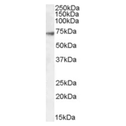 Western Blot - Anti-GABRA4 Antibody (A84624) - Antibodies.com