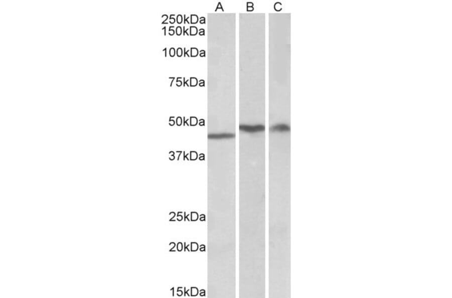 Western Blot - Anti-TDP43 Antibody (A84627) - Antibodies.com