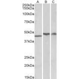 Western Blot - Anti-TDP43 Antibody (A84627) - Antibodies.com