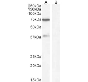 Western Blot - Anti-WIZ Antibody (A84628) - Antibodies.com