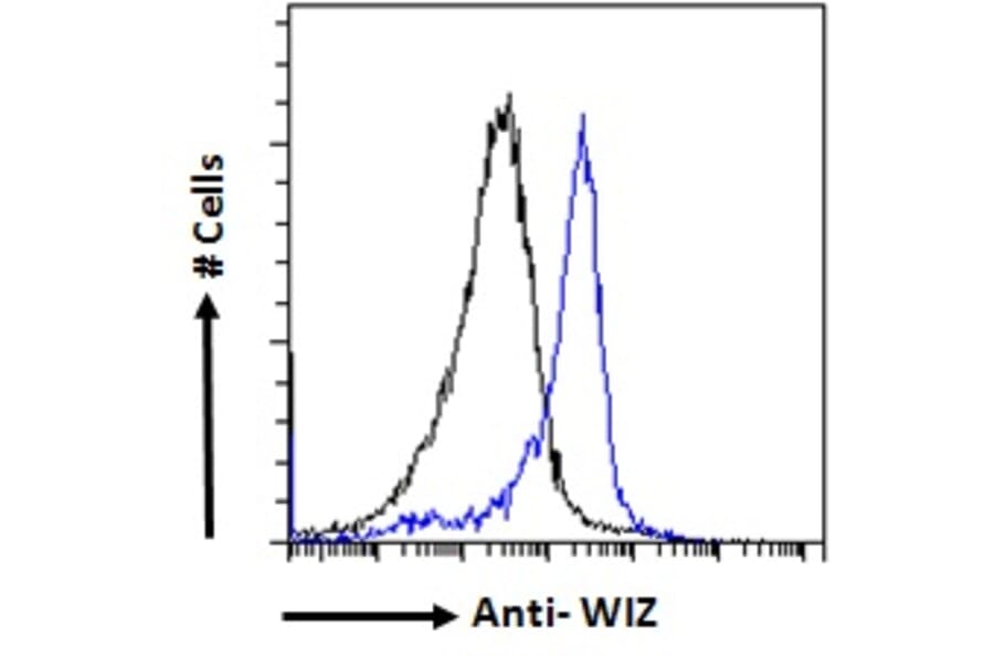 Flow Cytometry - Anti-WIZ Antibody (A84628) - Antibodies.com