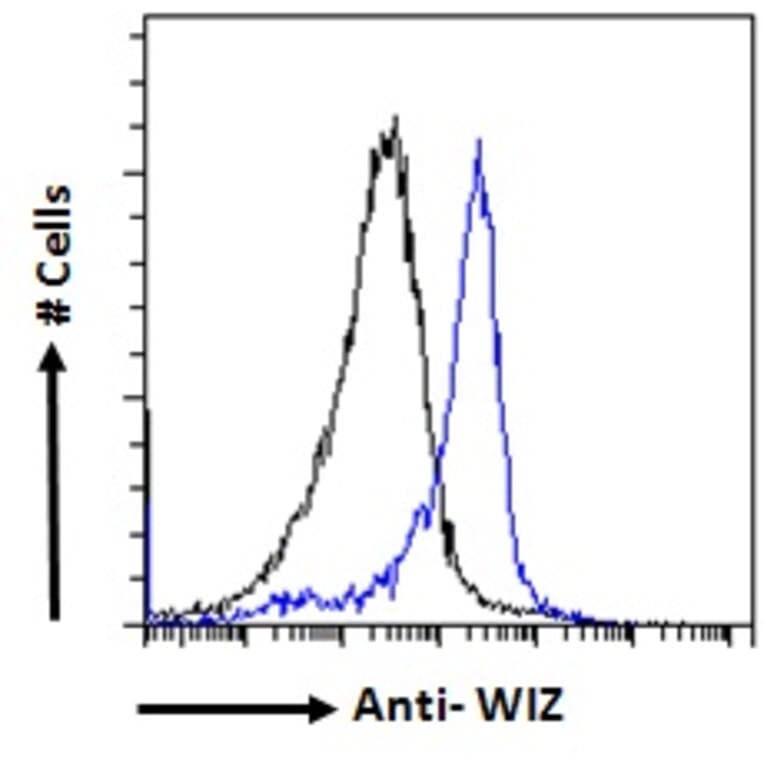 Flow Cytometry - Anti-WIZ Antibody (A84628) - Antibodies.com