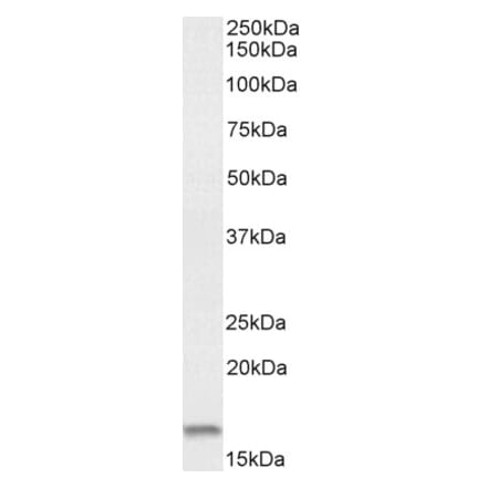 Western Blot - Anti-Noxa Antibody (A84630) - Antibodies.com