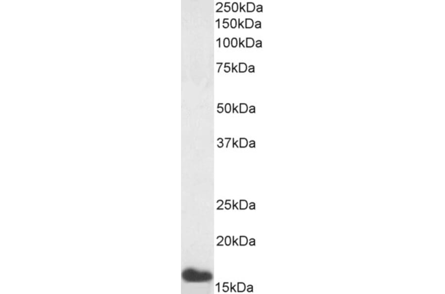 Western Blot - Anti-Noxa Antibody (A84630) - Antibodies.com