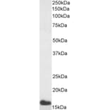 Western Blot - Anti-Noxa Antibody (A84630) - Antibodies.com