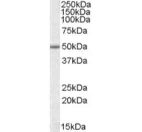 Western Blot - Anti-EVL Antibody (A84631) - Antibodies.com