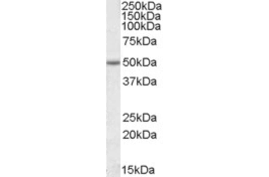 Western Blot - Anti-EVL Antibody (A84631) - Antibodies.com
