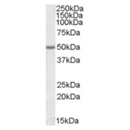 Western Blot - Anti-EVL Antibody (A84631) - Antibodies.com