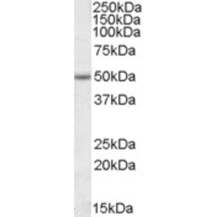 Western Blot - Anti-EVL Antibody (A84631) - Antibodies.com