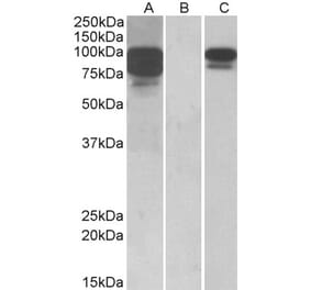 Western Blot - Anti-PCSK9 Antibody (A84632) - Antibodies.com