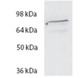 Western Blot - Anti-Spartin Antibody (A84633) - Antibodies.com