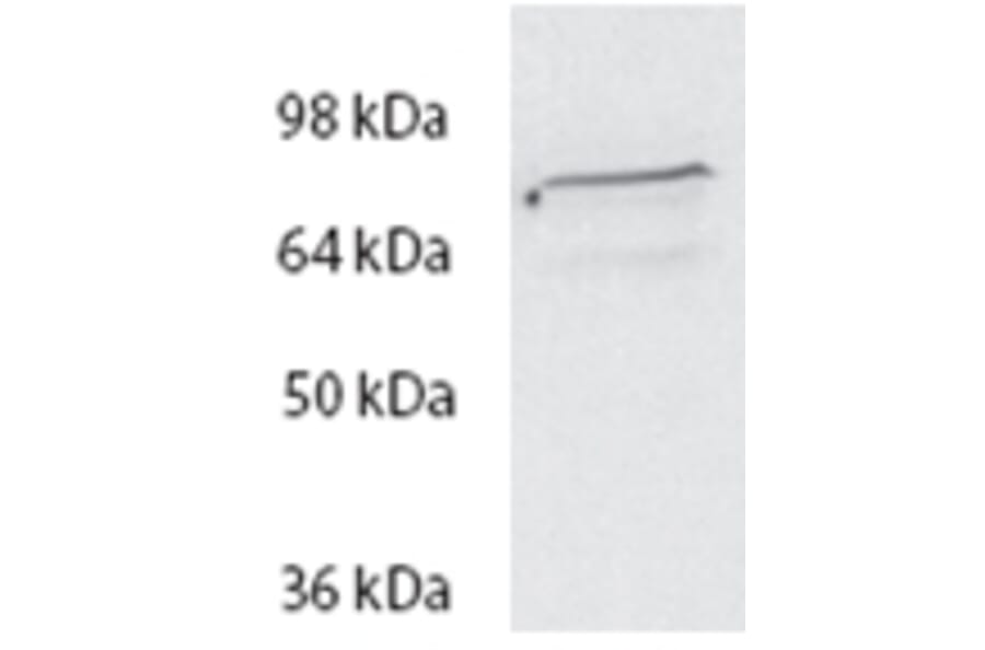 Western Blot - Anti-Spartin Antibody (A84633) - Antibodies.com