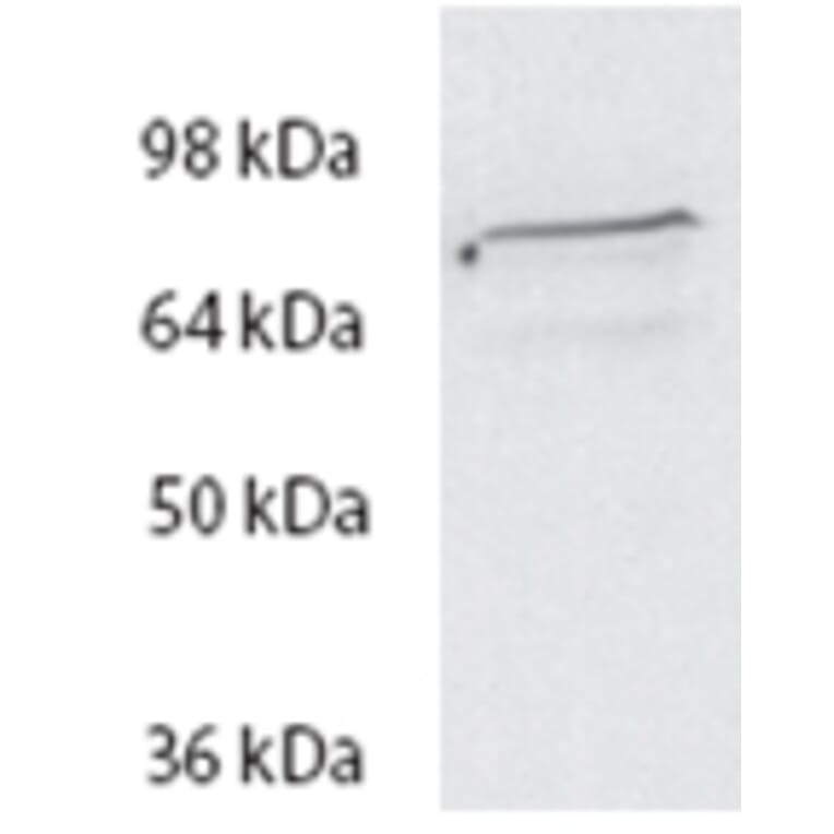 Western Blot - Anti-Spartin Antibody (A84633) - Antibodies.com