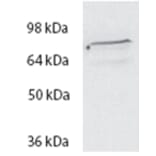 Western Blot - Anti-Spartin Antibody (A84633) - Antibodies.com