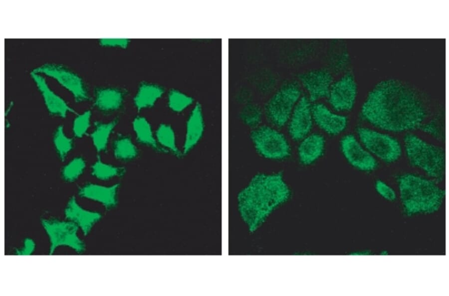Immunofluorescence - Anti-Spartin Antibody (A84633) - Antibodies.com