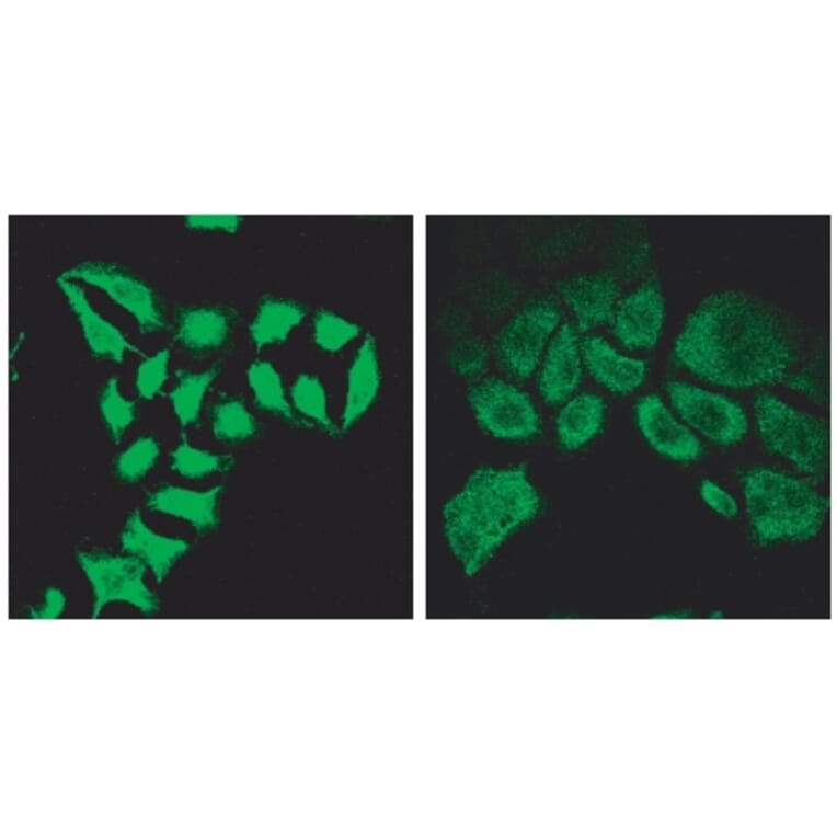 Immunofluorescence - Anti-Spartin Antibody (A84633) - Antibodies.com