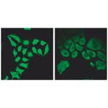 Immunofluorescence - Anti-Spartin Antibody (A84633) - Antibodies.com