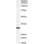 Western Blot - Anti-ITM2B Antibody (A84634) - Antibodies.com