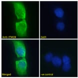 Immunofluorescence - Anti-ITM2B Antibody (A84634) - Antibodies.com