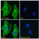Immunofluorescence - Anti-ITM2B Antibody (A84634) - Antibodies.com