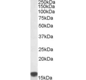 Western Blot - Anti-S100A9 Antibody (A84636) - Antibodies.com
