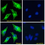 Immunofluorescence - Anti-Thrombospondin Antibody (A84637) - Antibodies.com