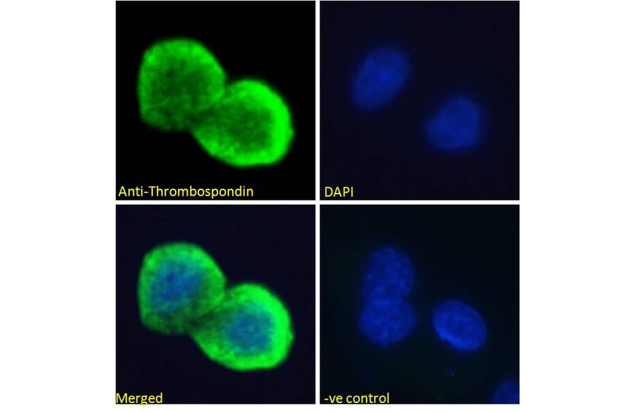 Immunofluorescence - Anti-Thrombospondin Antibody (A84637) - Antibodies.com
