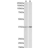 Western Blot - Anti-Annexin A1/ANXA1 Antibody (A84638) - Antibodies.com