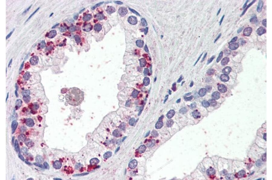 Immunohistochemistry - Anti-Annexin A1/ANXA1 Antibody (A84638) - Antibodies.com