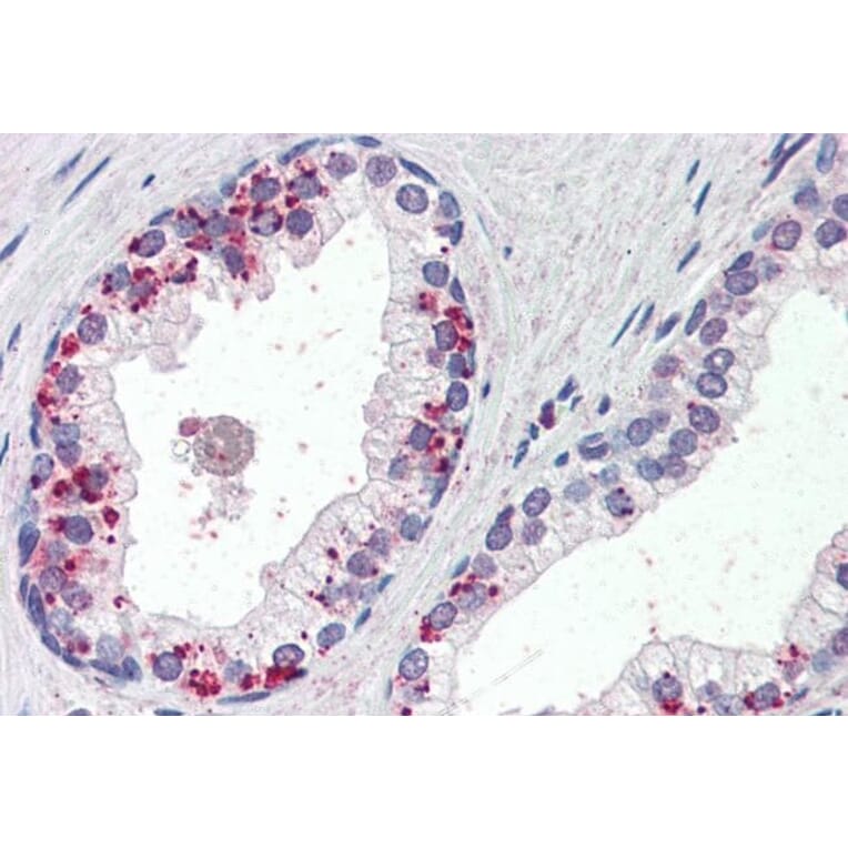 Immunohistochemistry - Anti-Annexin A1/ANXA1 Antibody (A84638) - Antibodies.com