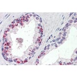 Immunohistochemistry - Anti-Annexin A1/ANXA1 Antibody (A84638) - Antibodies.com
