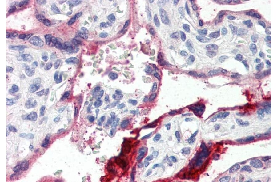 Immunohistochemistry - Anti-Annexin A1/ANXA1 Antibody (A84638) - Antibodies.com