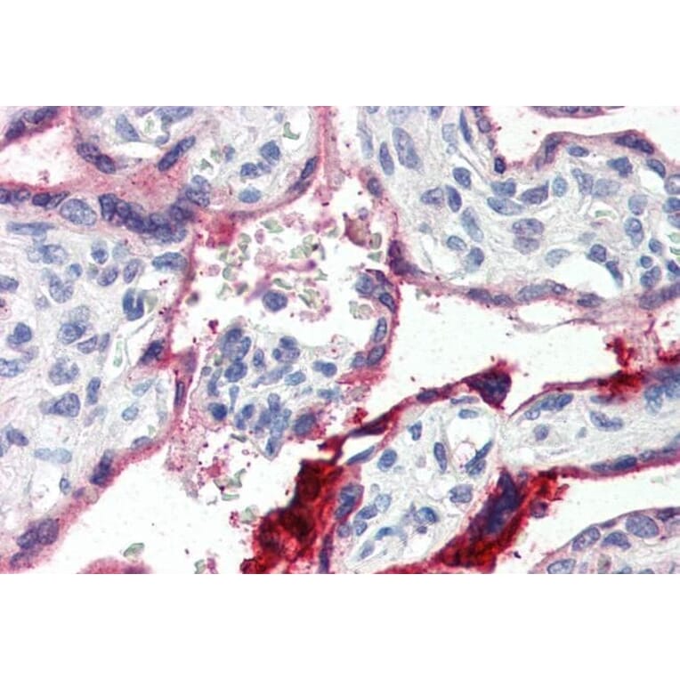Immunohistochemistry - Anti-Annexin A1/ANXA1 Antibody (A84638) - Antibodies.com