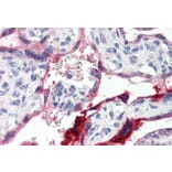 Immunohistochemistry - Anti-Annexin A1/ANXA1 Antibody (A84638) - Antibodies.com