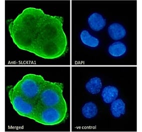 Immunofluorescence - Anti-MATE-1 Antibody (A84639) - Antibodies.com