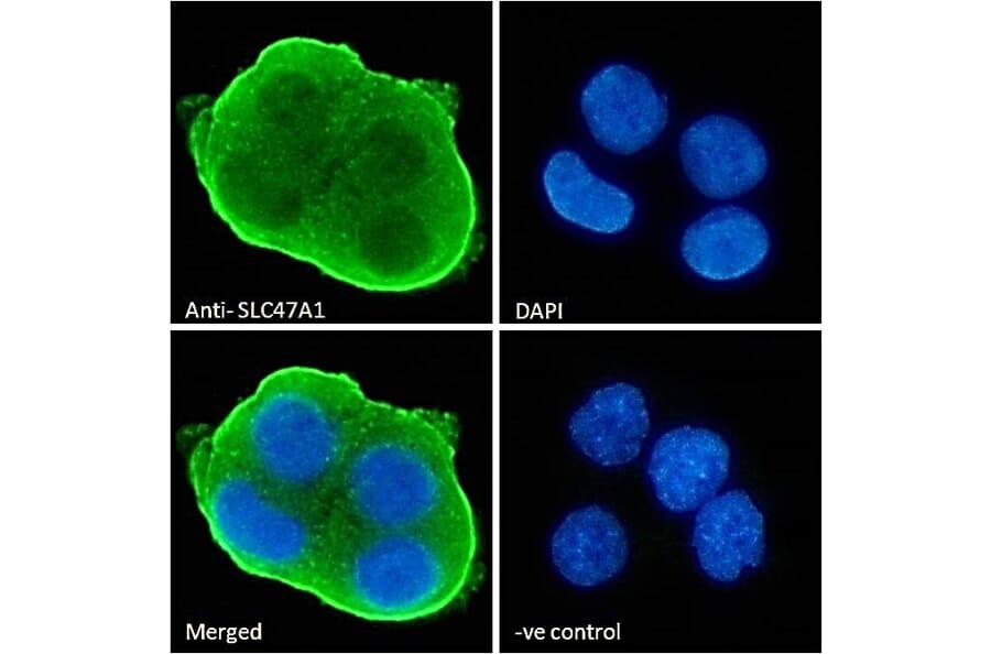 Immunofluorescence - Anti-MATE-1 Antibody (A84639) - Antibodies.com