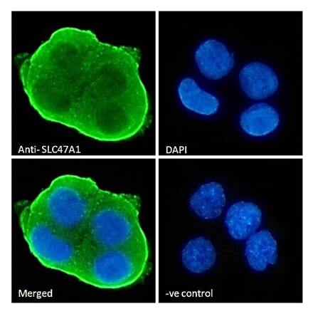 Immunofluorescence - Anti-MATE-1 Antibody (A84639) - Antibodies.com