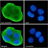 Immunofluorescence - Anti-MATE-1 Antibody (A84639) - Antibodies.com